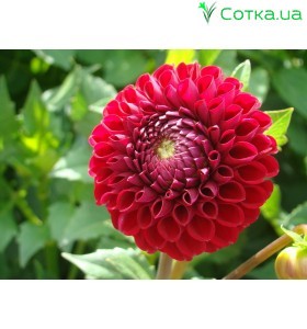 Жоржина помпонна Cornel