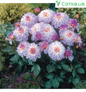 Георгіна бордюрна, декоративна Gallery Monet