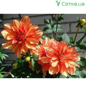 Георгіна бордюрна, декоративна Gallery Valentin
