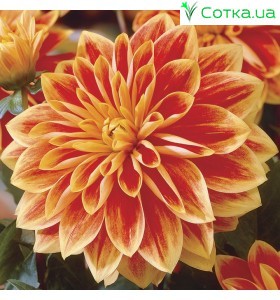 Георгына декоративна Garden Festival