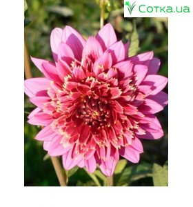 Георгина анемовидная Garden Show