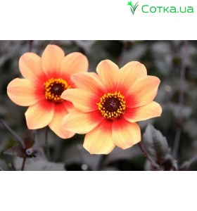Жоржина одноцвіткова	HS First Love