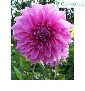 Жоржина декоративна Lavender Perfection