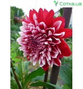 Георгина кактусовая, крупноцветковая Red & White Fubuki
