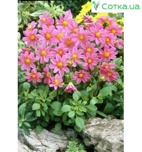 Жоржина декоративна, низькоросла Top Mix pink