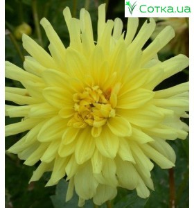 Георгіна бордюрна, кактусова Yellow Hapiness