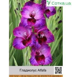 Гладиолус Alfafa