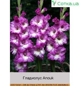 Гладіолус Anouk