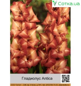 Гладіолус Antica