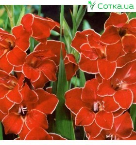 Гладиолус	Baccara