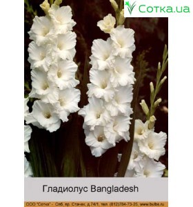 Гладиолус Bangladesh