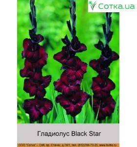 Гладіолус Black Star