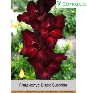 Гладіолус Black Surprise