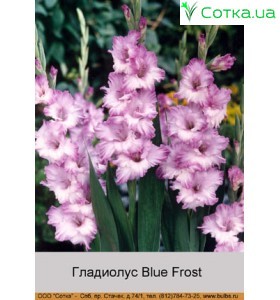Гладиолус Blue Frost