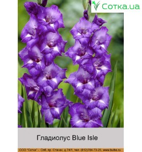 Гладіолус Blue Isle