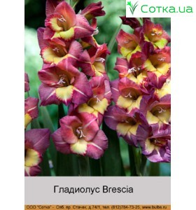 Гладіолус Brescia