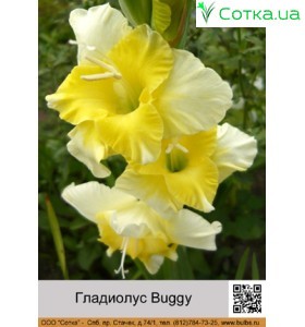 Гладіолус Buggy