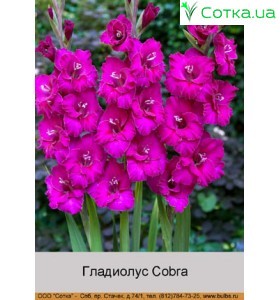 Гладіолус Cobra