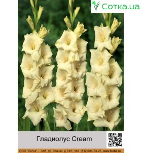 Гладиолус Cream  