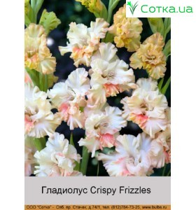 Гладиолус Crispy Frizzles