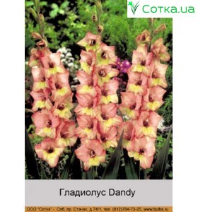 Гладіолус Dandy