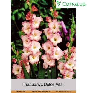 Гладіолус Dolce Vita
