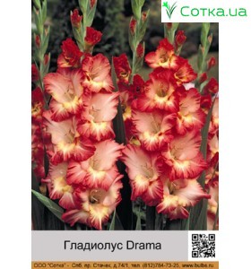 Гладіолус Drama