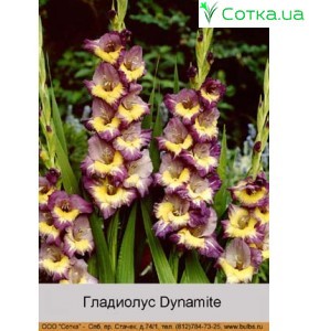 Гладиолус Dynamite
