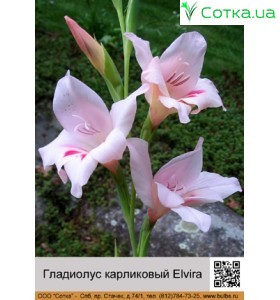 Гладиолус карликовый Elvira