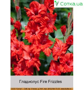 Гладиолус Fire Frizzles