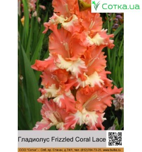 Гладиолус Frizzled Coral Lace