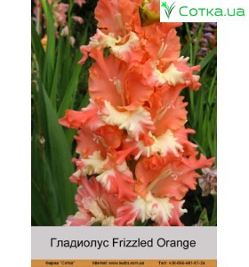 Гладіолус Frizzled Orange