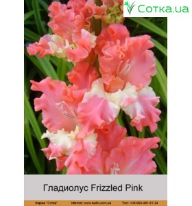 Гладиолус Frizzled Pink