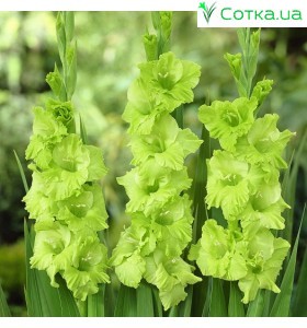 Гладиолус Green Star