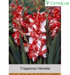 Гладиолус  Helvetia