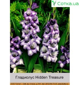 Гладиолус  Hidden Treasure