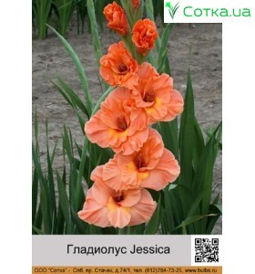 Гладіолус Jessica