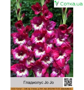 Гладиолус  Jo Jo