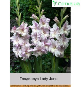 Гладіолус Lady Jane