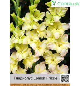 Гладіолус Lemon Frizzle