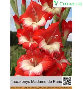 Гладиолус Madame de Paris