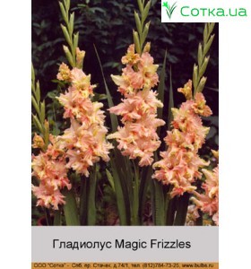 Гладиолус  Magic Frizzles