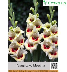 Гладиолус Messina