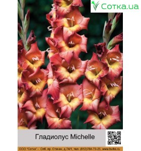 Гладіолус Michelle