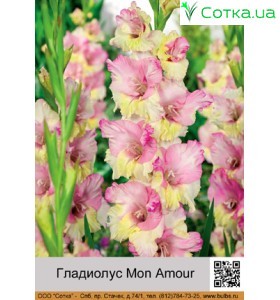 Гладиолус Mon Amour