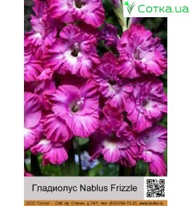 Гладиолус Nablus Frizzle