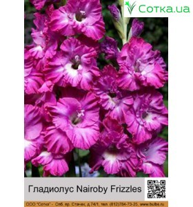 Гладіолус Nairoby Frizzles