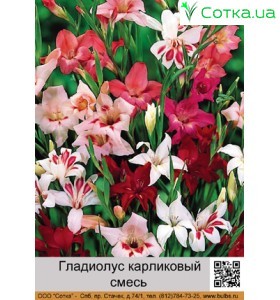Гладиолусы  смесь 40 шт