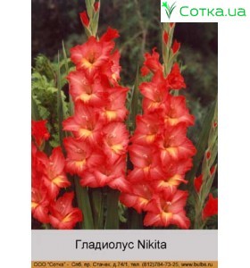 Гладіолус Nikita