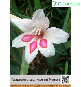 Гладиолус карликовый Nymph